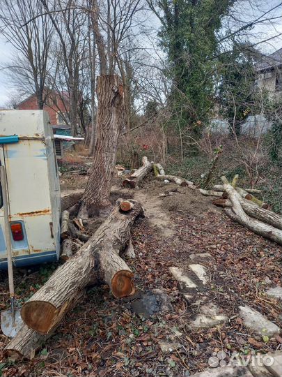 Слэб дерево орех