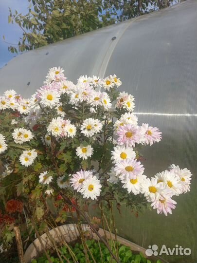 Продам хризантемы (уличные)
