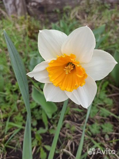 Луковицы нарциссов