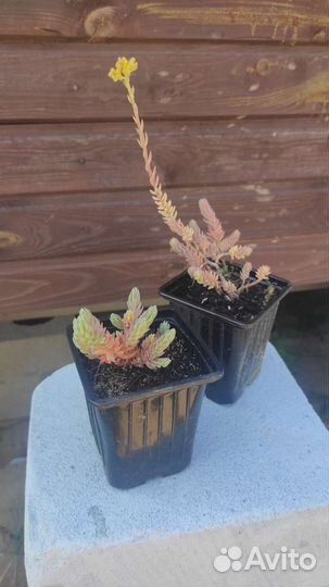 Седум скальный (Блу Форест) лат.Sedum reflexum