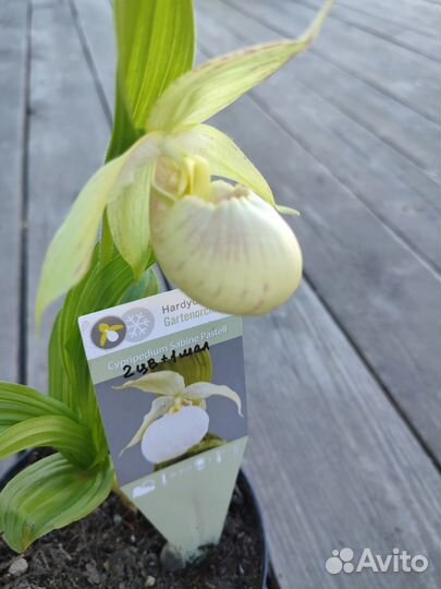 Cypripedium Sabine Pastel