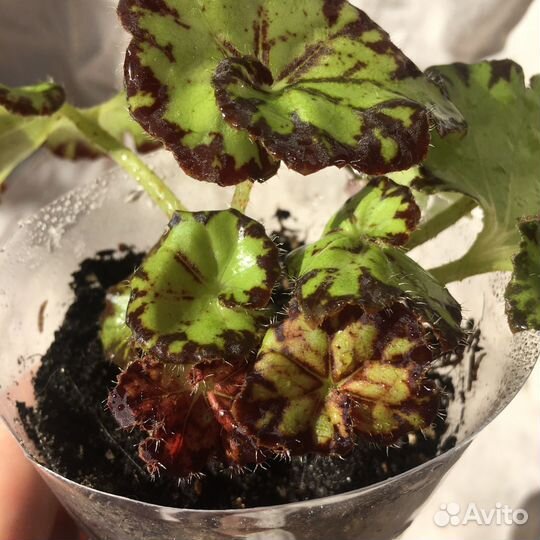 Комнатные цветы растения Бегония