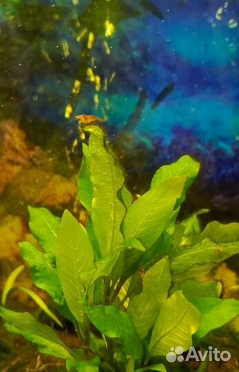 Аквариумные креветки