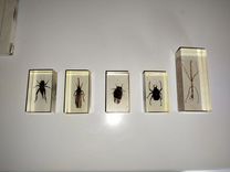 Небольшая коллекция насекомых(+журналы, футляр)