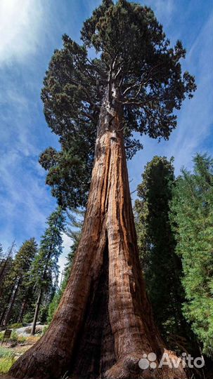 Спил деревьев