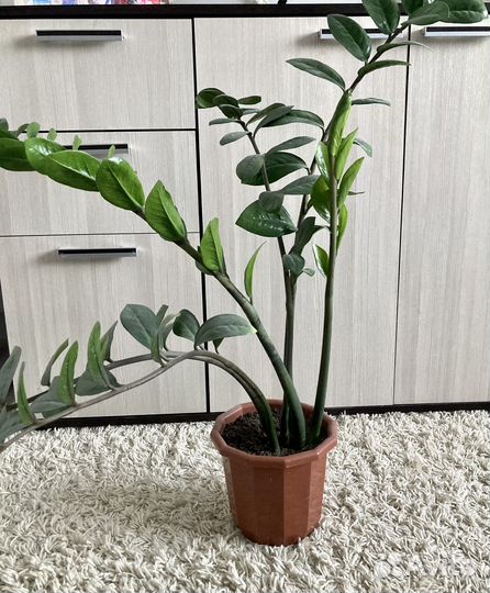 Замиакулькас