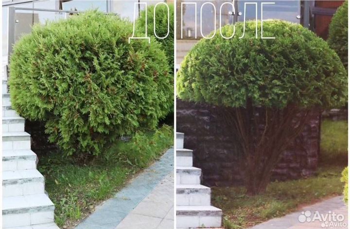 Садовник, Стрижка деревьев и кустарников, изгороди