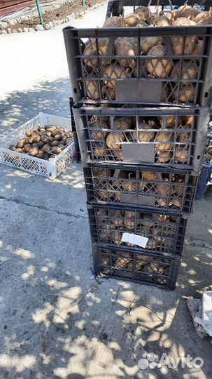 Семенной картофель гала королева анна, есть фиолет