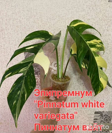 Эпипремнум,Моттлед Мохито, Имбре Вайт, Пинг Тонг