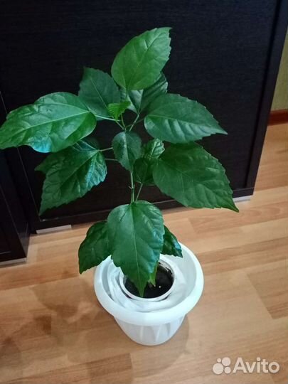 Гинура, Дифенбахии, Пеперомия, Пеллиония