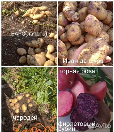 Семенной картофель