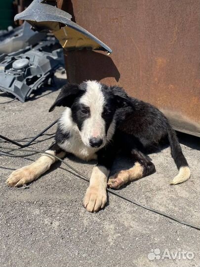 Красивый щенок в добрые руки