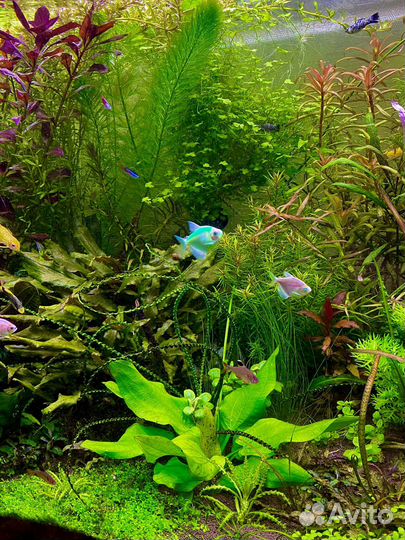 Аквариумные растения