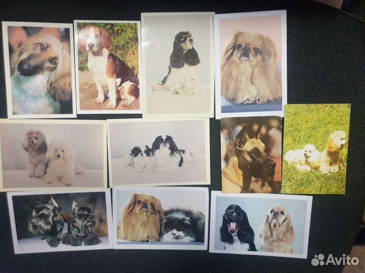 Коллекция календариков Собаки