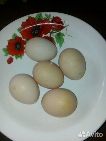 Домашнее яйцо
