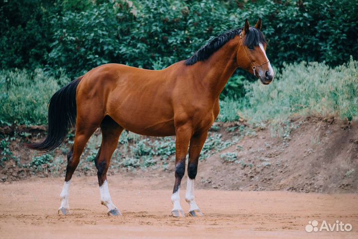 Тракененский жеребец 2020 г.р