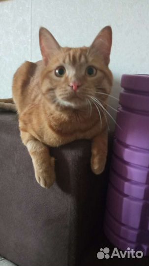 Кошка