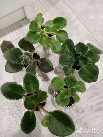 Фиалки (наборы деток)