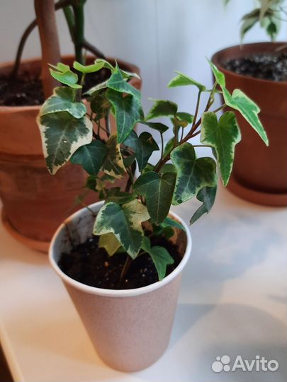 Плющ обыкновенный вариегатный