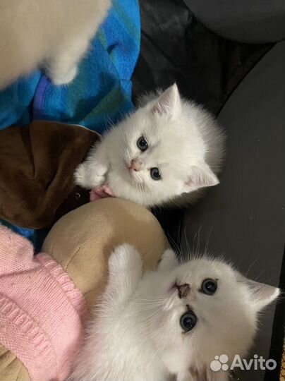 Британские котята