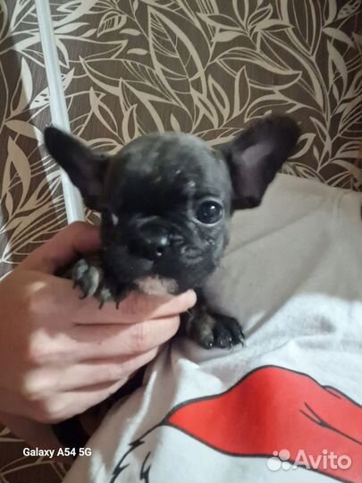 Французский бульдог