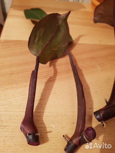 Филадендром Pink princess