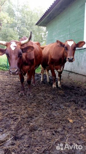 Молоко домашнее