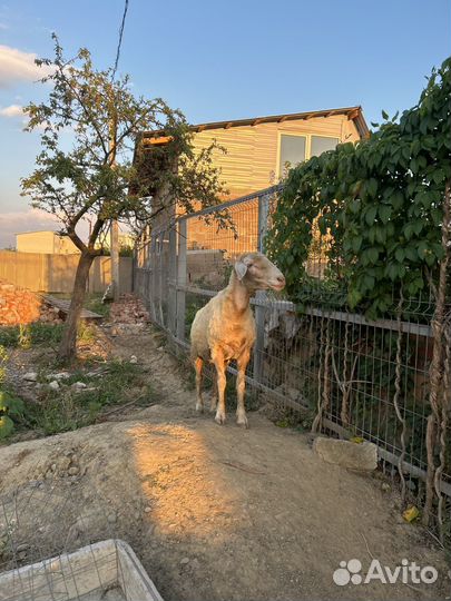 Овца. Помесь, Мериноландшаф и меринос. Воз. 2,4