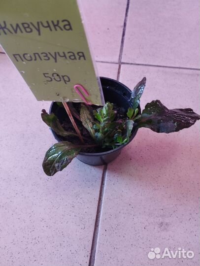 Рассада клубники, хвойники, многолетники