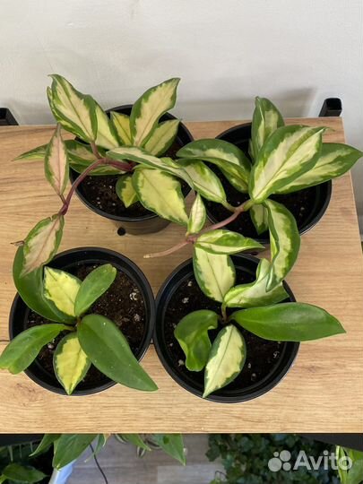 Хойя Кримсон квин триколор