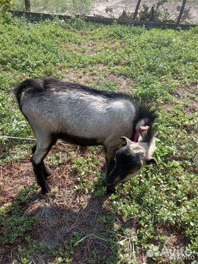 Козел на случку