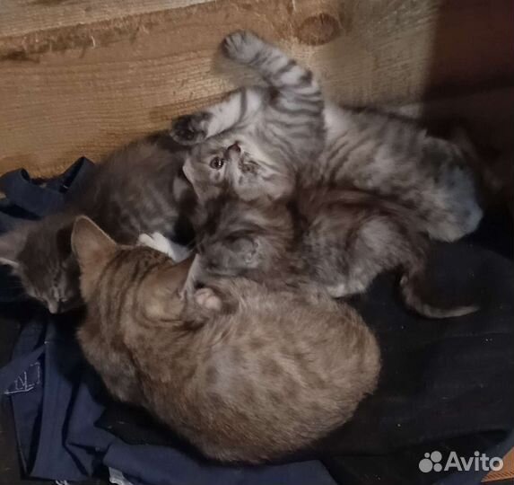 Котята в добрые руки