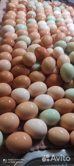 Домашние куриные яйца