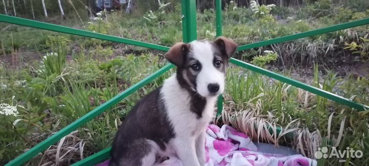 Щенки в дар