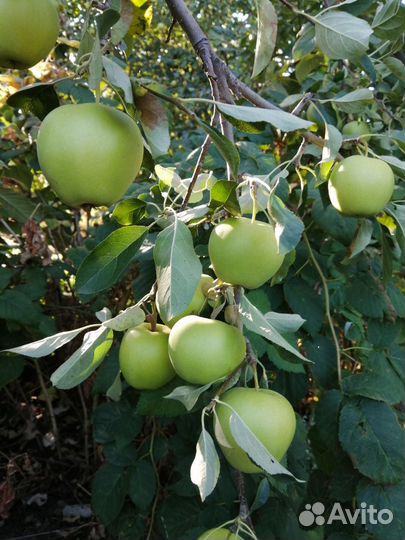 Домашняя петрушка, сельдерей, яблоки, груши