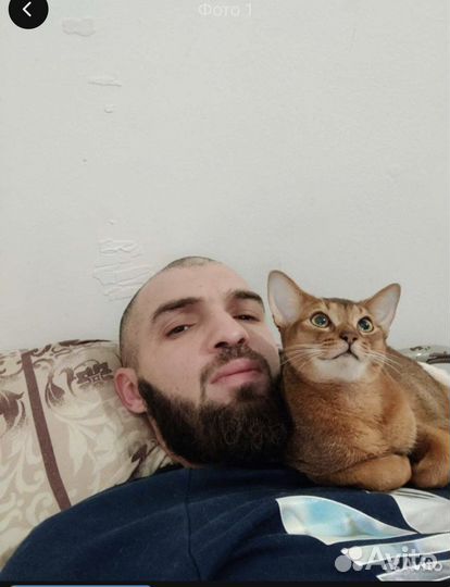 Абиссинский кот Вязка
