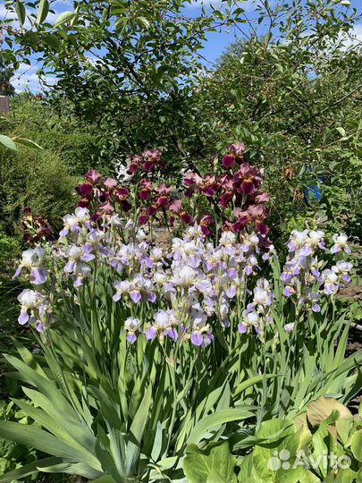 Многолетники, рассада