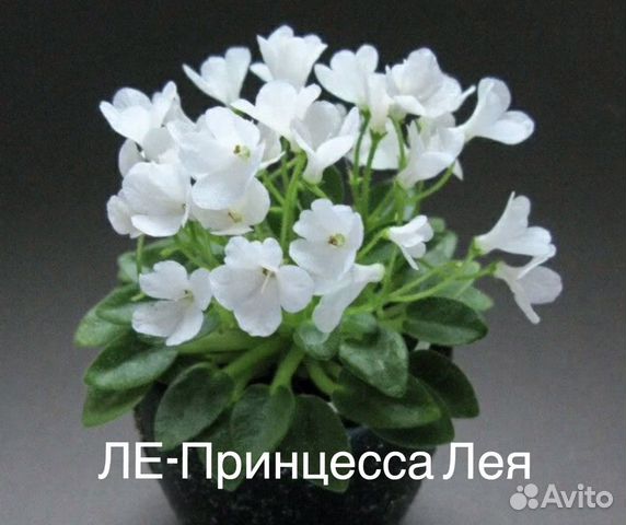 Фиалки лист