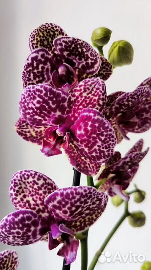 Орхидея фаленопсис Дикий кот Wild Cat цветущий