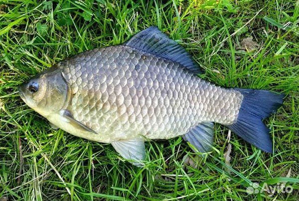 Карась для зарыбления