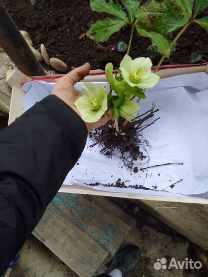 Морозник кавказский