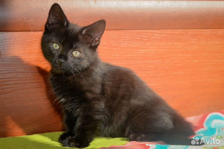 Ласковый игривый котенок девочка 2 месяца