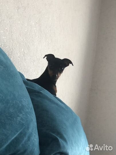 Продам щеночка