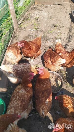 Куры несушки Радонит