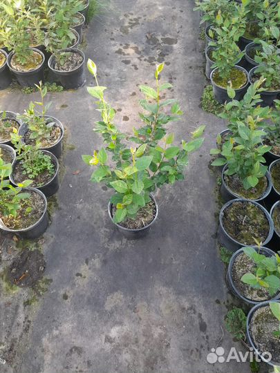 Декоративные кустарники