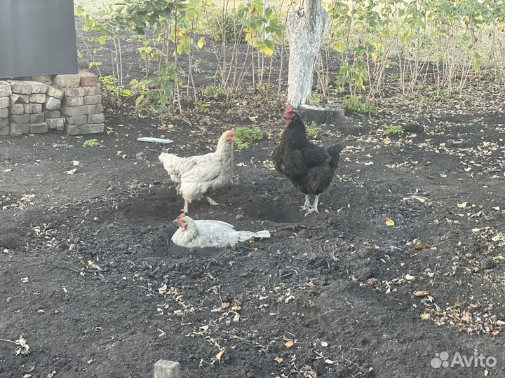 Куры петухи