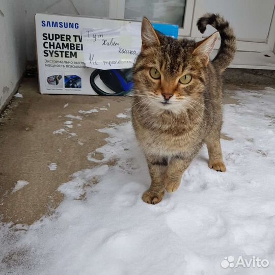 Кошка в добрые руки