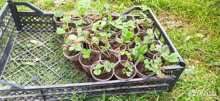 Рассада клубники