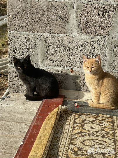 Котята в добрые руки бесплатно