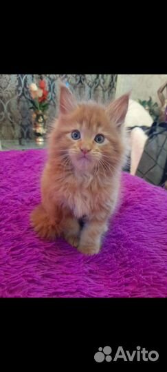 Котята мейн кун